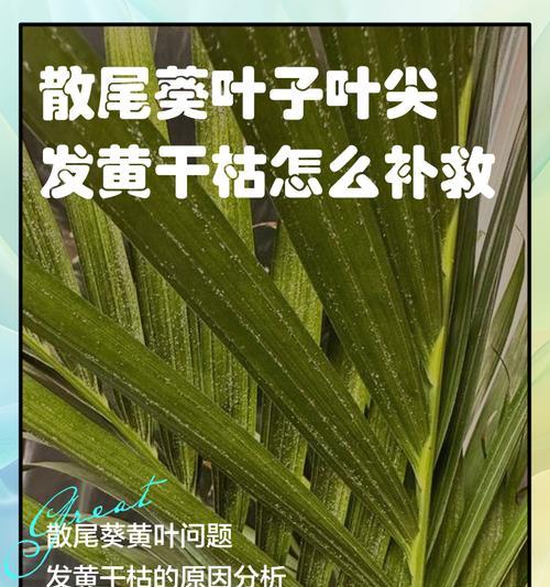 怎样救治凤尾葵叶子冻伤？（冻伤凤尾葵叶子的救治方法与注意事项）
