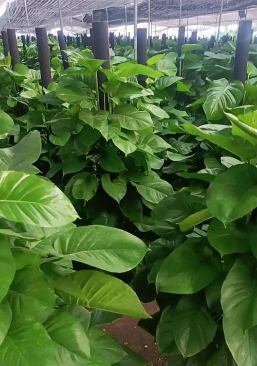 养护绿萝（打造清新宜人的绿植空间，大叶绿萝是不可或缺的选择）