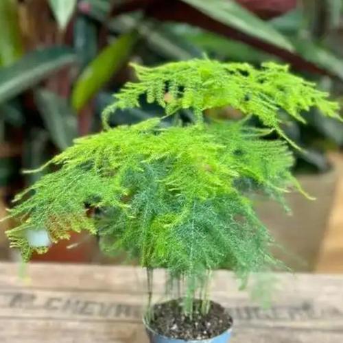 绿地球的浇水周期（了解绿地球的浇水时间，让你的植物更健康）