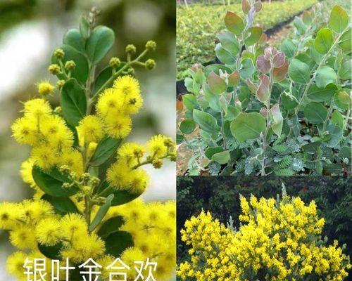合欢树苗的种植及养护技巧（合欢树苗栽培方法，合欢树苗的养护要点）