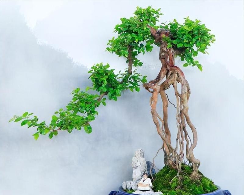 雀梅小盆景的科学浇水方法（掌握关键诀窍，让您的雀梅茁壮成长）