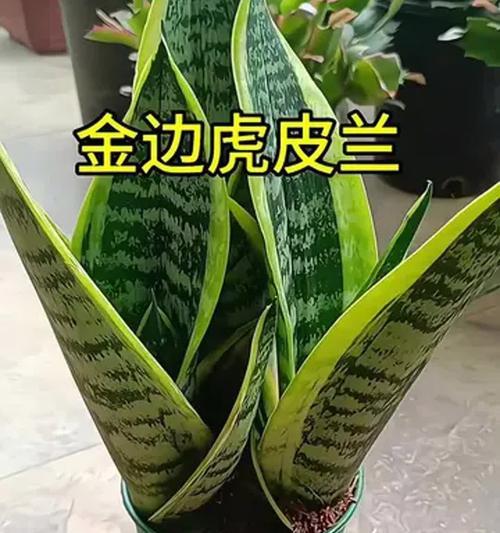 虎皮兰开花预兆及详细介绍（金边虎皮兰是否开花，怎样才能知道虎皮兰即将开花）