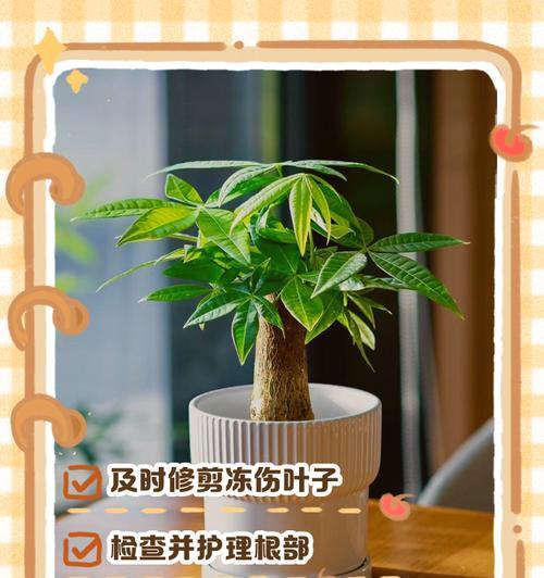 发财树总落叶怎么办（挽救发财树生机的有效方法）
