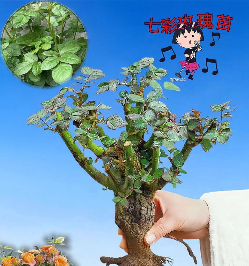 玫瑰花如何种植开花大全攻略（种植技巧、肥料选择和养护方法，打造美丽的玫瑰园）