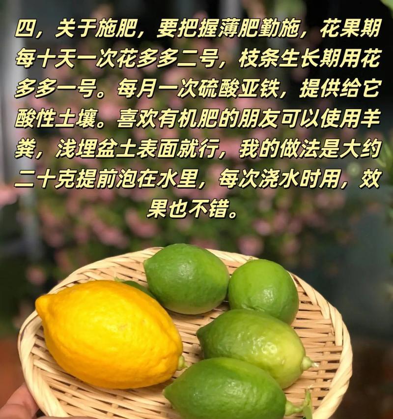 柠檬树的受粉过程及技巧（提高柠檬树受粉效率的关键方法）