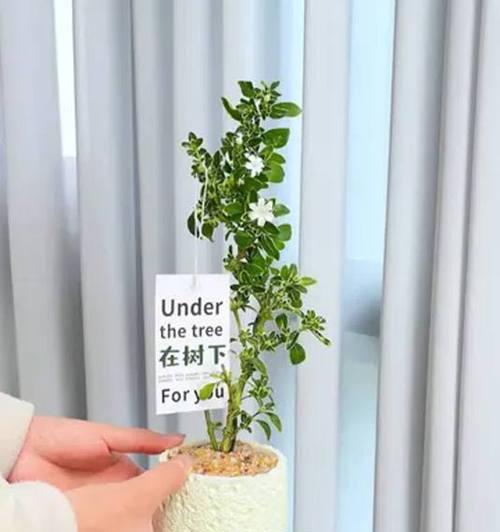 《以六月雪为主题的盆栽移植指南》（打造绚丽盆栽，移盆要领大揭秘！）