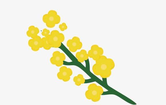 油菜花开花的美丽过程（探索自然奇观的绚丽景象）