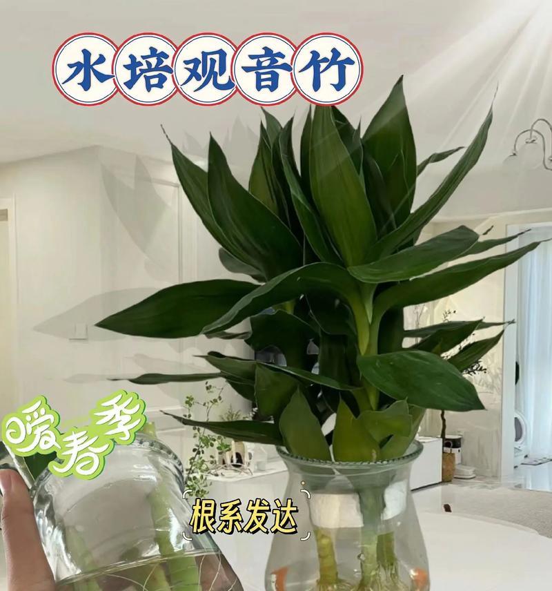 长叶竹养护指南（轻松打造绿色家居，让长叶竹焕发生机）