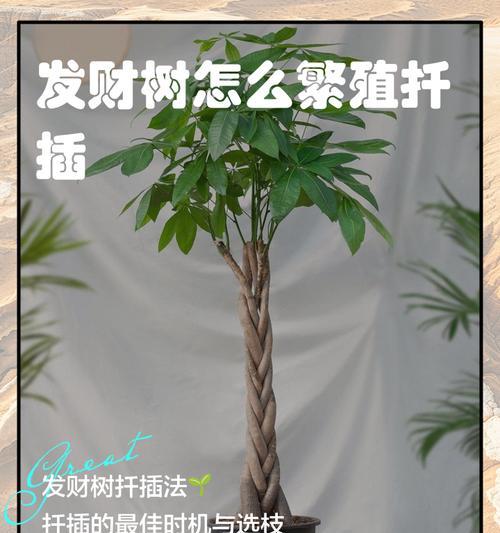 发财树的强大根系之奥秘（探寻发财树根系的成长之道）