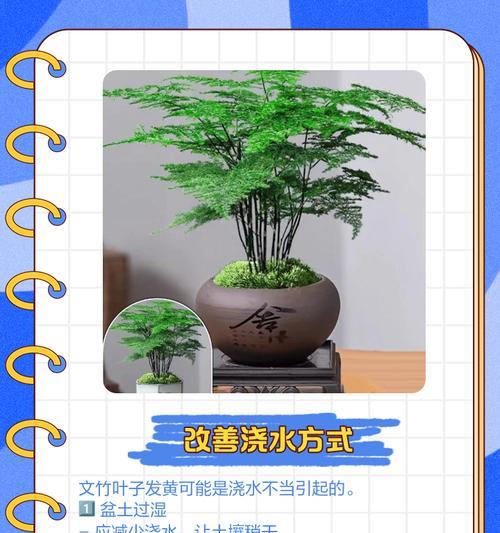 如何处理文竹黄掉的问题（有效措施帮助你拯救文竹的绿色）