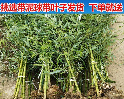 罗汉竹子叶子修剪指南（如何正确修剪罗汉竹子叶子，让其更加健壮茂盛）