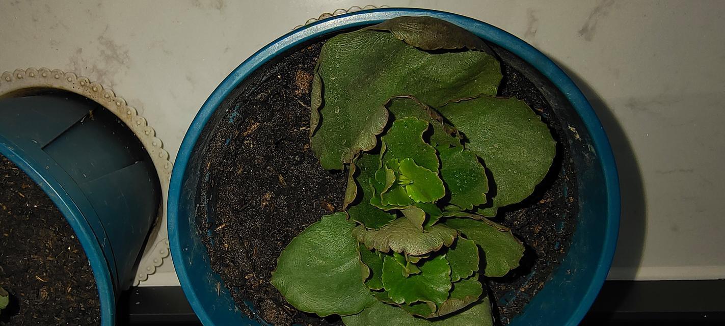 怎样处理蔫萎的鲜花叶子（鲜花叶子蔫怎么办？教你几招恢复生机）