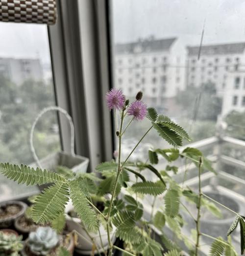 冬天如何浇水以保护含羞草的生长？（合理浇水，让含羞草在寒冷的冬天中焕发生机）