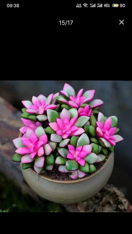 如何养好多肉花？（多肉花养护技巧大全）