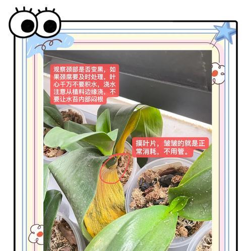 文珠兰叶子发黄了，如何进行补救？