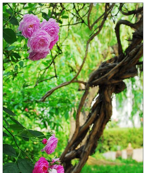 生命如花（美丽与希望的循环）