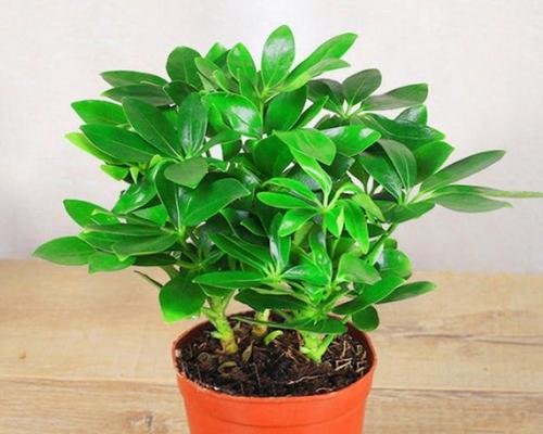 鸭掌木的移植技巧与注意事项（掌握鸭掌木移植的关键步骤，让它在新环境中生根发芽）