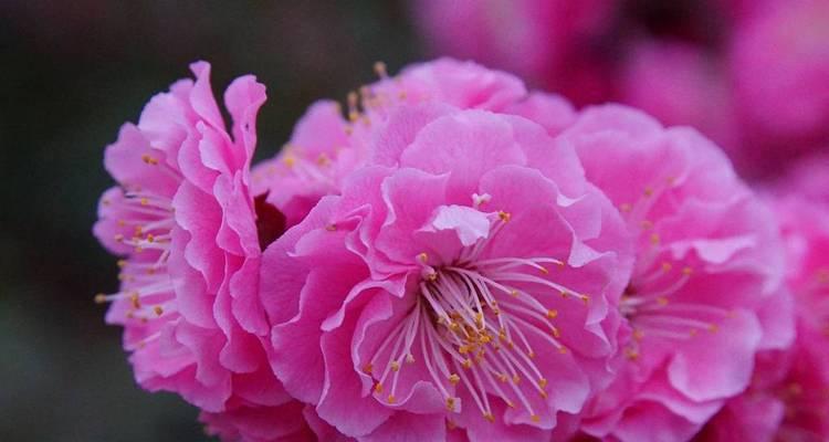 如何选择最优秀的梅花品种（探索不同梅花品种的特点与优劣）