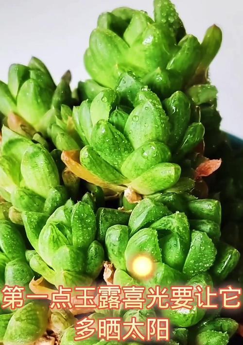 白斑玉露养护指南（掌握关键技巧，让白斑玉露长盛不衰）