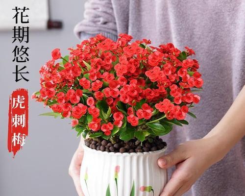 怎样拯救濒危的虎海棠花？（保护虎海棠花的关键措施及有效方法）