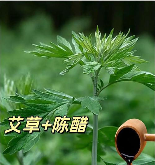 探寻艾草的生长秘密（生长环境与地方条件分析）