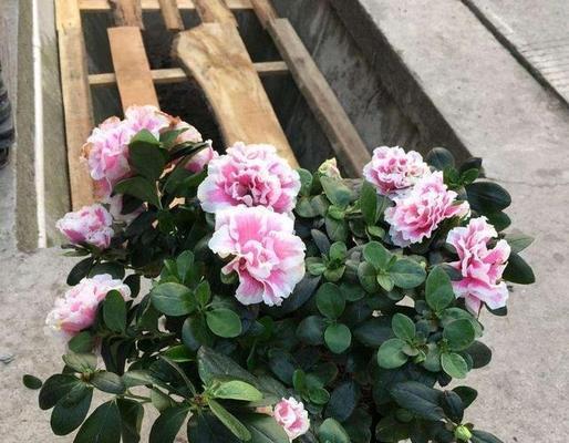 以地养了一年的杜鹃（培育健康杜鹃的关键步骤与技巧）