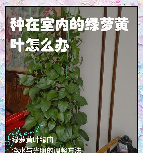 绿萝水养叶子变黄的原因与解决方法（探讨绿萝水养叶子变黄的原因，以及如何有效解决这个问题）