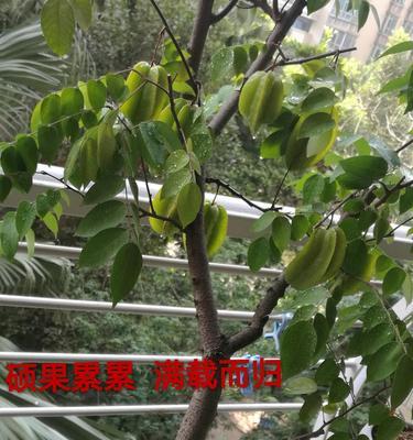 豆瓣茂盛之道（打造独特的社交平台，引领文化潮流）