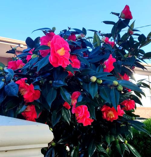 冬季茶花种植全攻略（探索冬季茶花的种植技巧和养护要点）