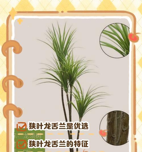 龙舌兰种植必知的配土方法（打造合理的龙舌兰种植土壤，助力健康成长）