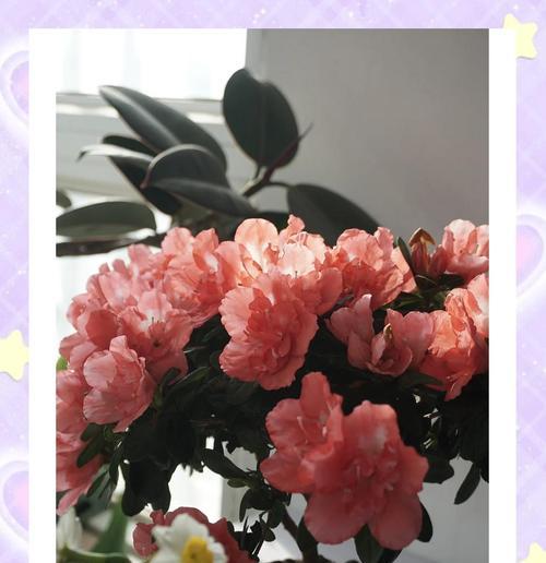 夏季杜鹃花的养护指南（掌握关键技巧，打造繁花似锦的夏日花园）