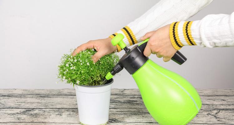 满天星盆栽种植指南（了解满天星的生长条件与种植技巧，打造美丽的室内花园）