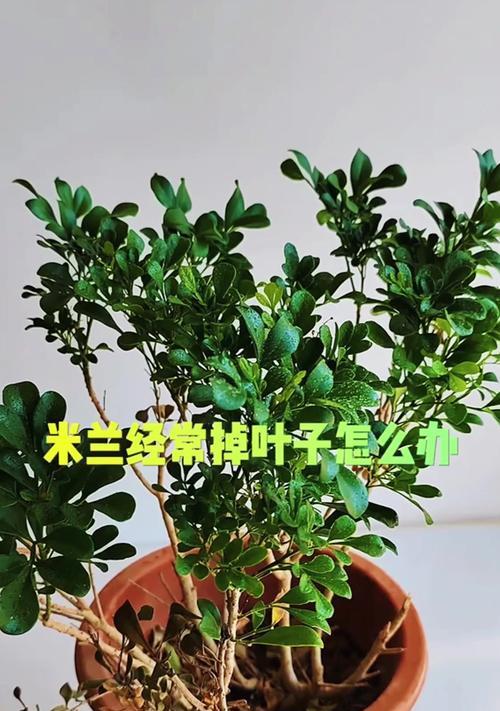 夏天米兰叶子斑点的原因及处理方法（解决夏季米兰叶子斑点问题的有效措施）