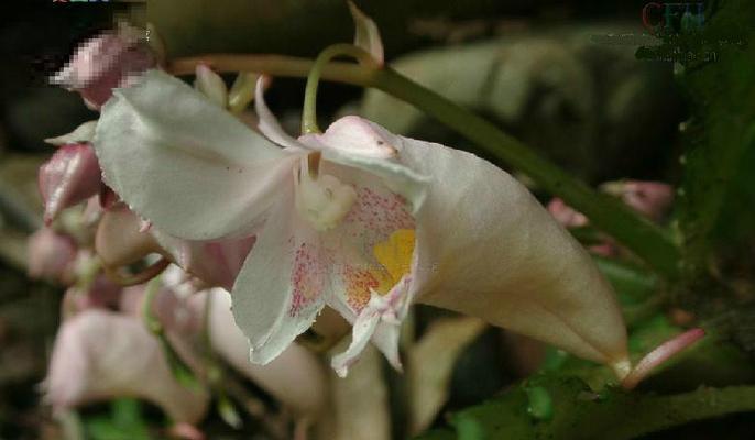 探寻凤仙花的叶子形状、颜色与特点（一起来了解凤仙花的神奇之处）