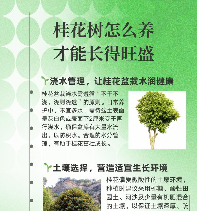 桂花的浇水技巧（掌握适当的浇水时间和方法，让桂花健康生长）