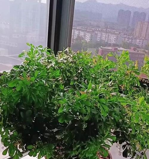 解决米兰花枝条杂细问题的有效方法（保持土壤湿润，注意合理修剪和施肥）