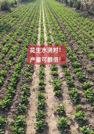 花生的浇水频率（掌握好浇水时间，才能让花生茁壮成长）