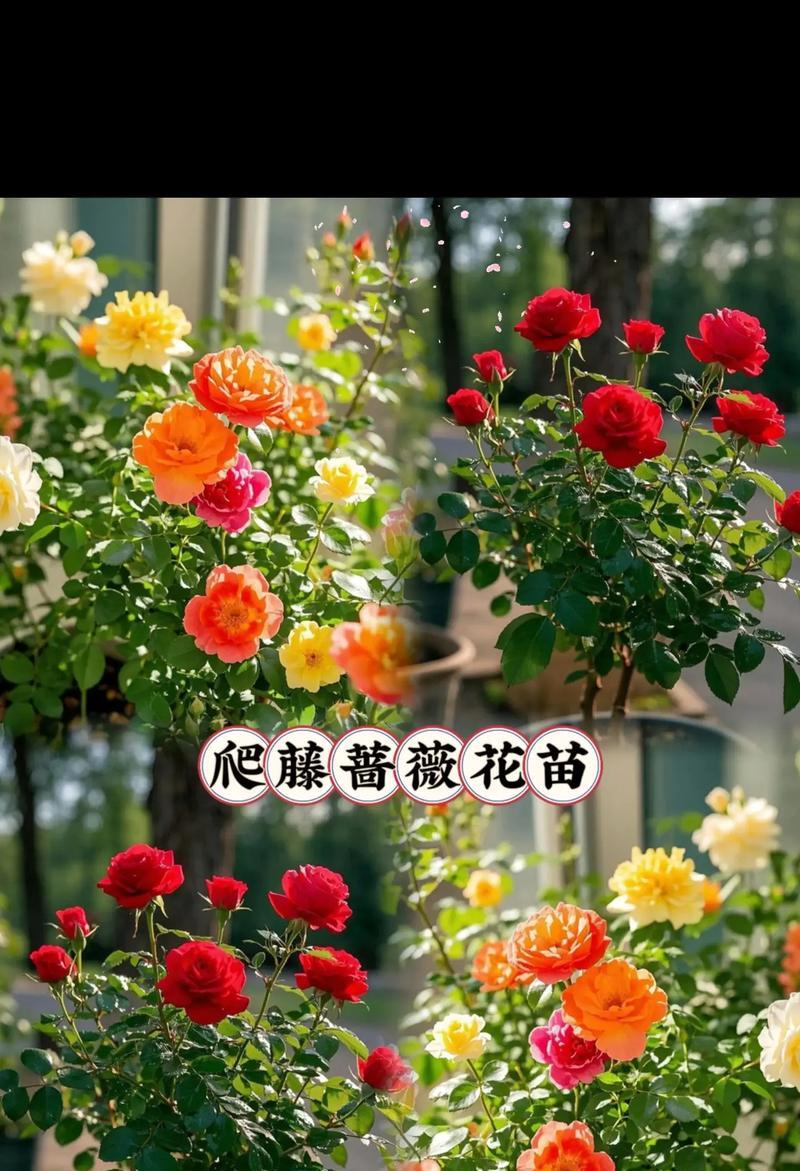 以盆栽蔷薇怎么爬（打造迷人的蔷薇盆景，）