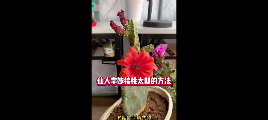 掌握仙人掌嫁接的技巧（学习仙人掌嫁接，打造独特多样的仙人掌盆栽）
