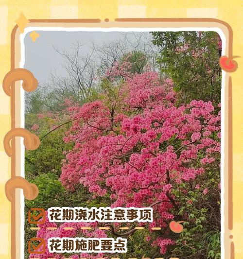 杜鹃花花期后的凋谢与死亡（探究杜鹃花花期后的生命途径及关键因素）