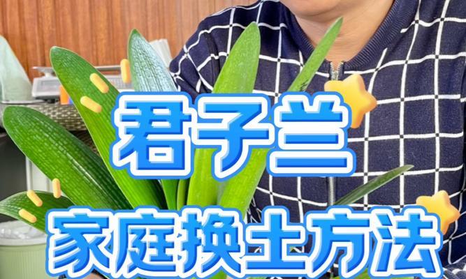 以君子兰怎么受粉繁殖（探究君子兰繁殖的方法和技巧）