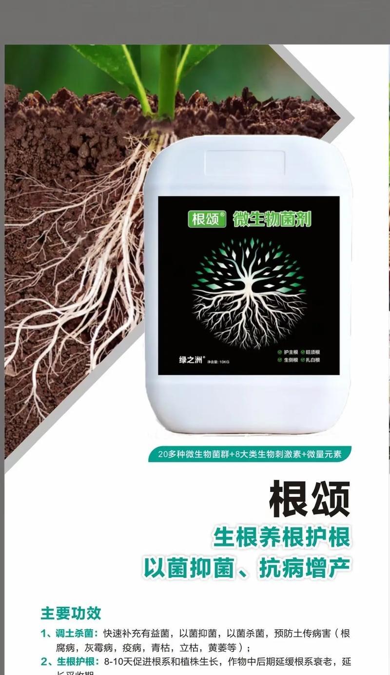 圣女果青枯病治疗指南（综合治疗方案及应用实践，掌握关键治疗技巧）