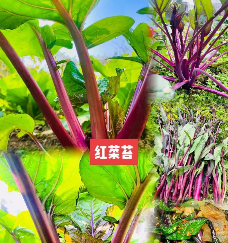 红菜苔种植全攻略（掌握这些技巧，让你种出更多更好的红菜苔）