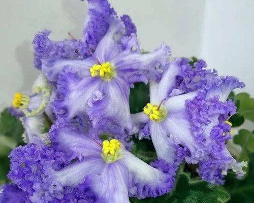 非洲堇不开花的原因和解决方法（探究非洲堇不开花的可能原因，提供有效解决方法）