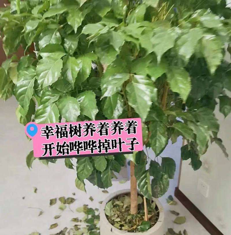 洒金榕换盆后掉叶子怎么办？（引导您解决洒金榕换盆后掉叶子的问题）