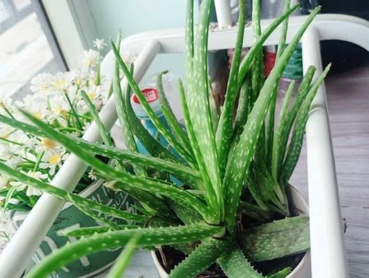 芦荟养护指南（以芦荟为主题，探索养护技巧和关键要点）