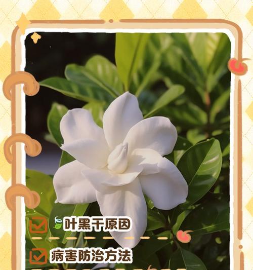 揭秘养花中叶子干枯的原因（解析花卉叶子干枯的主要因素及应对策略）