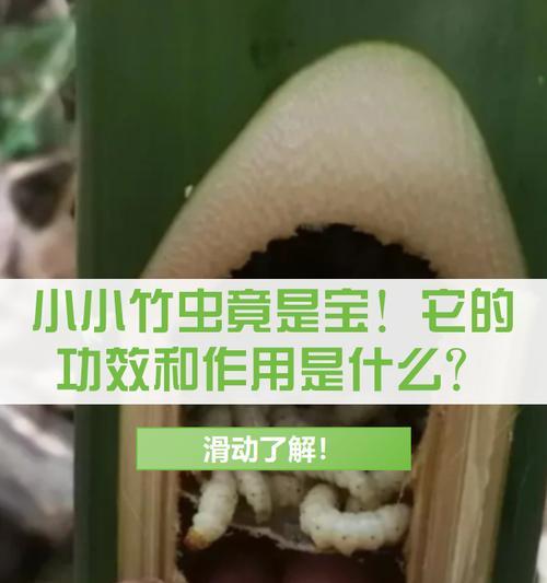 竹子花盆里有虫子怎么办？（解决竹子花盆虫害的有效方法与技巧）
