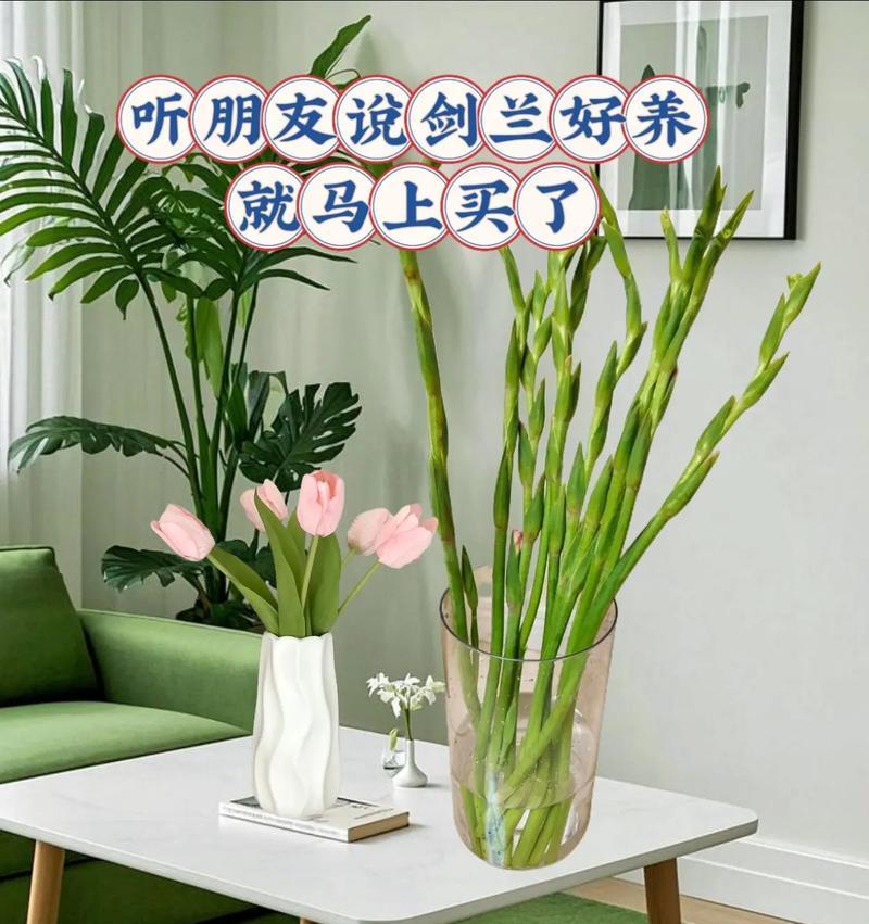 剑兰切花的养护方法（打造美丽剑兰切花，从养护开始）