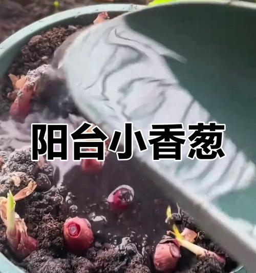 阳台种植香葱的全程指南（简单实用的方法教你如何在阳台上种植香葱）